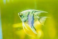 Cute angelfish (Pterophyllum) fish, a small genus of freshwater