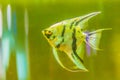Cute angelfish (Pterophyllum) fish, a small genus of freshwater