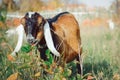 Cute Anglo-Nubian goat with long white ears Royalty Free Stock Photo