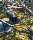 Cute Angora Bunny