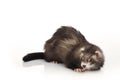 Cute angora ferret posing on white background Royalty Free Stock Photo