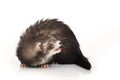 Cute angora ferret posing on white background Royalty Free Stock Photo