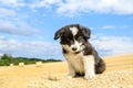 Cute angry puppy on a hay bale