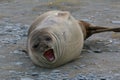 Cute angry seal resting on a bed of gravel and stones near a body of water