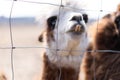 Cute animal alpaka lama on farm outdoors