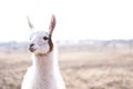 Cute animal alpaka lama on farm outdoors