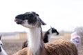 Cute animal alpaka lama on farm outdoors