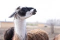 Cute animal alpaka lama on farm outdoors