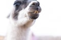 Cute animal alpaka lama on farm outdoors