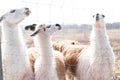 Cute animal alpaka lama on farm outdoors