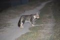 Cute animal cat in the street of bangladeshi village Royalty Free Stock Photo