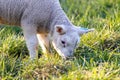 A cute animal closeup portrait of the head of a small white lamb grazing on a grass field or meadow during a sunny spring day. The Royalty Free Stock Photo