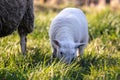 A cute animal closeup portrait of the head of a white small lamb grazing on a grass field or meadow during a sunny spring day. The Royalty Free Stock Photo