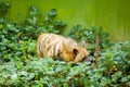 Cute animal drinking water