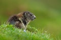 Cute animal. Fighting animals Marmot, Marmota marmota, in the grass with nature rock mountain habitat, Alp, Austria. Mormot with