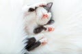 Cute animal kitten cat nap sleep lift up paws showing pink paw pads on white fluffy plaid. Black white cat comfortably Royalty Free Stock Photo