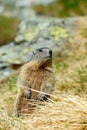 Cute animal Marmot, Marmota marmota, sitting in he grass, Gran Paradiso, Italy Royalty Free Stock Photo