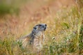 Cute animal Marmot, Marmota marmota, sitting in he grass, Gran Paradiso, Italy Royalty Free Stock Photo