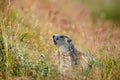 Cute animal Marmot, Marmota marmota, sitting in he grass, Gran Paradiso, Italy Royalty Free Stock Photo