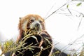 Cute animal, one red panda bear eating bamboo, while holding a bamboo branch with its paws. Light sky background Royalty Free Stock Photo
