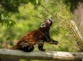 Cute animal, one red panda bear eating bamboo. Animal sitting on a log, holding a bamboo branch while stretching towards Royalty Free Stock Photo