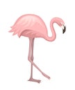 Cute animal, peach pink flamingo. Cartoon animal character design. Flat vector illustration isolated on white background. Flamingo Royalty Free Stock Photo