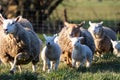 a cute animal Portrait of a herd of adult ewe sheep and little lambs Running, playing and jumping around in a grass field or Royalty Free Stock Photo