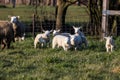 A cute animal portrait of a herd of little lambs standing in a grass field or Meadow together with adult sheep. the young mammals Royalty Free Stock Photo