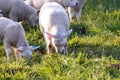 A cute animal portrait of a lot of small white lambs grazing in a grass field or meadow. The young mammals are eating green grass Royalty Free Stock Photo