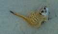 Cute animal portrait of a meerkat sitting and looking in the camera with adorable puppy eyes Royalty Free Stock Photo