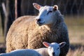 A cute animal portrait of a mother sheep and its white small lamb, looking around on a sunny spring day. The mammals are standing Royalty Free Stock Photo