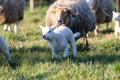 A cute animal Portrait of a small lamb Running, playing and having fun in a grass field or Meadow during a sunny spring day. the Royalty Free Stock Photo