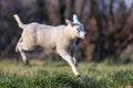 A cute animal Portrait of a small little white lamb playfully jumping around in a grass field or meadow. the young mammal is Royalty Free Stock Photo