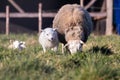 A cute animal portrait of a small white lamb and its adult mother sheep standing in a grass field or meadow during a sunny spring Royalty Free Stock Photo