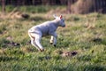 A cute animal portrait of a small white lamb jumping around playfully in a grass field or meadow during a sunny spring day. The Royalty Free Stock Photo