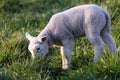 A cute animal portrait of a small white lamb standing in a grass field or meadow eating from the grass during a sunny spring day. Royalty Free Stock Photo