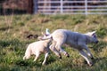 A cute animal portrait of small white lambs jumping around playfully in a grass field or meadow during a sunny spring day. The Royalty Free Stock Photo