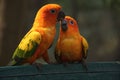 The cute parrots in love