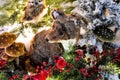 Cute animal sits under a tree in winter in the forest. raccoon hid from the cold and snow. mushrooms and fir branches grow around