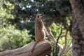 Cute animal surikate meerkats. Fury meerkat is keeping watch. Royalty Free Stock Photo