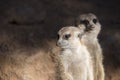 Cute animal surikate meerkats. Fury meerkat is keeping watch. Royalty Free Stock Photo