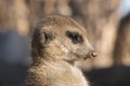 Cute animal surikate meerkats. Fury meerkat is keeping watch. Royalty Free Stock Photo