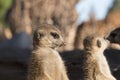 Cute animal surikate meerkats. Fury meerkat is keeping watch. Royalty Free Stock Photo