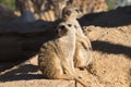 Cute animal surikate meerkats. Fury meerkat is keeping watch. Royalty Free Stock Photo