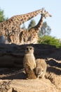 Cute animal surikate meerkats. Fury meerkat is keeping watch. Royalty Free Stock Photo