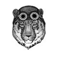 Cute animal wearing motorcycle, aviator helmet Wild cat Leopard Cat-o`-mountain Panther Hand drawn picture for tattoo