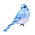 Cute little blue bird. Watercolor illustration