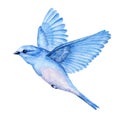 Cute little blue bird. Watercolor illustration