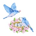 Cute little blue birds with nest and blue eggs. Watercolor illustration