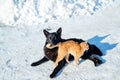 Cute animals. Dog with cat. Friends. Winter walk. Warm hug in the cold frost.